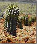 Weight loss. Gordonii van hoodia, een natuurlijke repressieve eetlust.