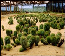 Hoodia. Χάστε το βάρος γρήγορα με hoodia.